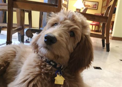  Goldendoodle Training for Safety and Basic Commands 3 months to one year At around four months old, your puppy will begin to develop preferences